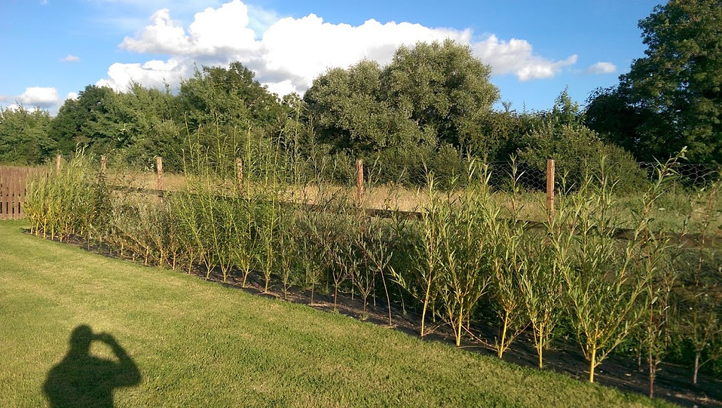 Planting willow cuttings information