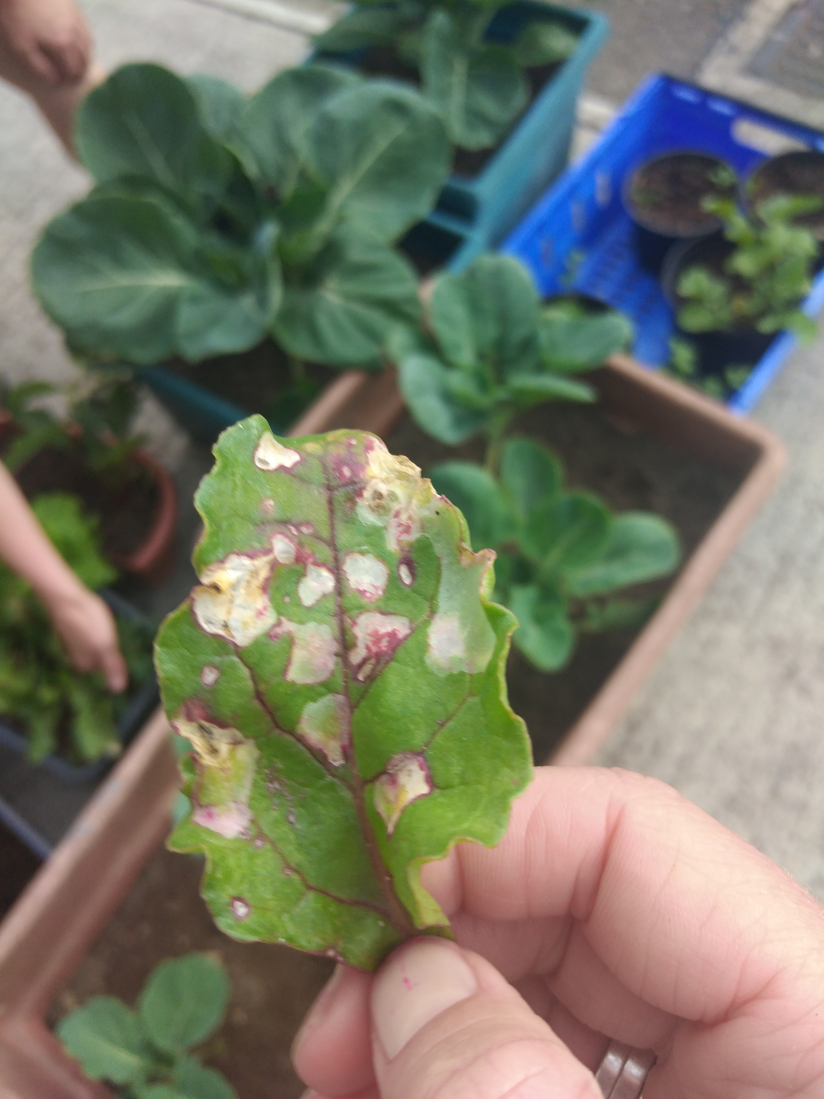 Caterpillars? Little white bugs eating my beetroot